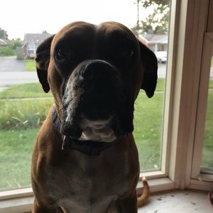 Meet your Posher, Paul